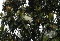 广玉兰是常绿还是落叶植物 怎么种