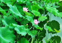 夏天开的花有哪些？