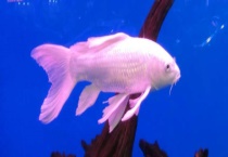 龙凤锦鲤可以长到多大 附龙凤锦鲤养殖技术