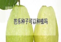 芭乐种子可以种植吗？