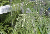 文竹盆景制作方法 制作文竹盆景材料的选择