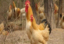 鸡白痢的诊断与防治 鸡白痢的症状