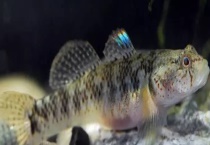 虾虎鱼吃什么食物 附寿命和常见种类