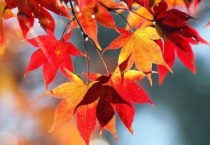 梧桐叶和枫叶的区别？