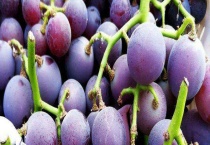 巨峰葡萄原产地在哪里？有籽吗？和夏黑葡萄有区别？吗？