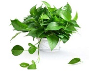 绿萝变黄了有黄叶怎么办？