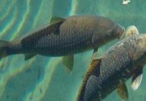 青鱼的生活习性及特点 详细如下