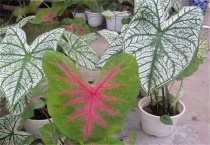 花叶芋习性是什么？