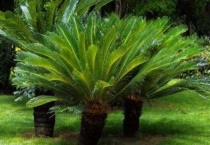 铁树一年发几次新叶