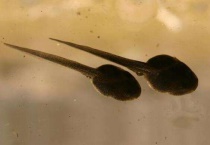 家里养蝌蚪给它吃什么？