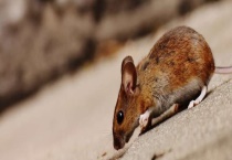 老鼠是不是害虫 我国的四害是指哪些？