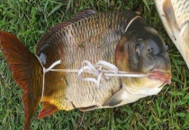 野钓鲤鱼商品饵料配方大全 不同季节配方的不同点是什么？