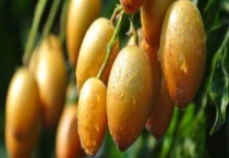 黄皮是什么水果？有哪些用途