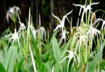 水鬼蕉有毒吗 适合家庭养殖吗？