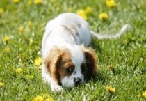 养什么宠物挣钱