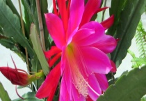 令箭荷花的开花时间 附其繁殖多久？