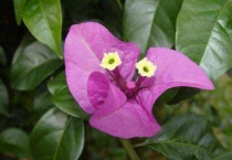 三角梅小叶紫的特点