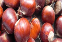 新鲜板栗可不可以生吃 附板栗的保存多久？