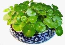 铜钱草干枯了还能活吗？