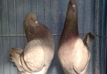 元宝鸽怎么分公母？主要有六种多久？