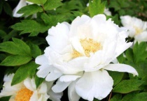 什么是白色牡丹