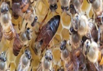 蜂王是雌性的还是雄性的 蜂王真的是蜂群中的王吗？