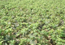 黑加仑葡萄树苗长啥样