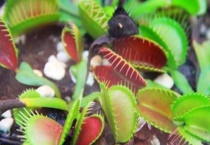 食虫草活多久？