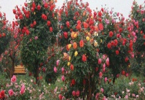 什么树可以嫁接月季？月季嫁接繁殖技术