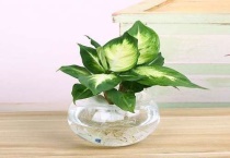 水栀子花怎么养