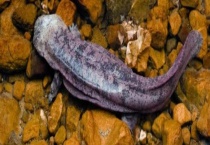 娃娃鱼人工繁殖产量有多大 附娃娃鱼人工繁殖发展趋势