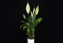 一帆风顺不开花怎么办 附只长叶不开花的原因？