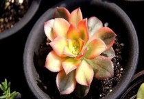 艳日辉耐寒多少度