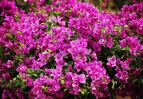 三角梅冬眠后几时发芽