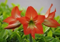 朱顶红冻软了怎么办？