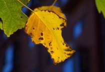 金丝楠木的叶子是什么样子