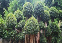 榕树怎么繁殖 扦插繁殖怎么操作