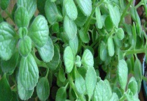 碰碰香蔫了怎么办？