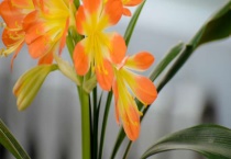 长春的市花是什么？