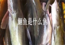 鮰鱼是什么鱼