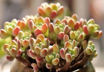 多肉掉叶子是什么原因？