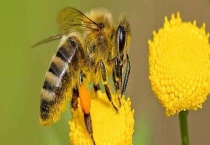 侦查蜂会提前几天找窝 附注意事项