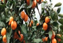 柑橘树什么时候开花 附柑橘树的地理分布