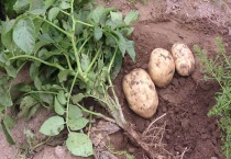 马铃薯是根还是茎