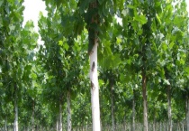 法桐树的寿命有多长 法桐树需要什么样的种植条件