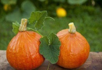 南瓜什么时候掐尖