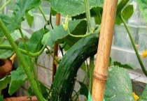 种植黄瓜用打叉吗？