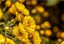 菊花的种植与栽培技术