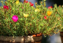 花草施肥后要浇水吗？