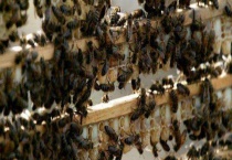 急造王台出的蜂王好吗 附急造王台注意事项